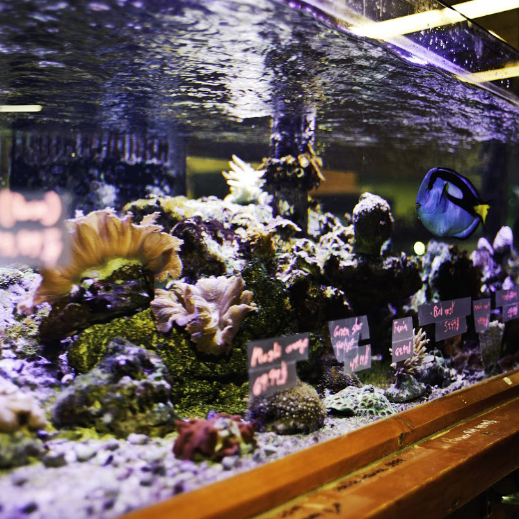Décoration d'aquarium / Baril de rhum troué – Boutique Animalerie Jonas